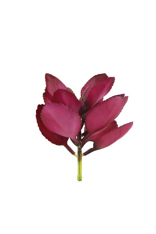 Artificial Apple Leaf Succulent x 14 petals - Burgundy - Set of 6