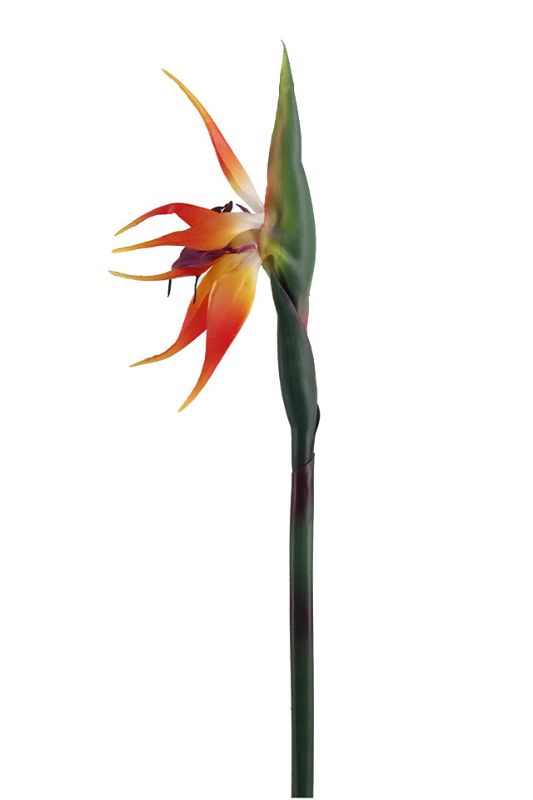 Artificial Bird of Paradise - Orange - Set of 6