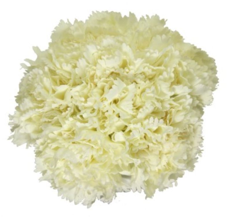 Artificial Carnation Bouquet - White (23cm)