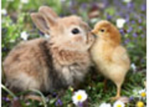 Rabbit and Chick Jigsaw Puzzle 500 Piece Ravensburger