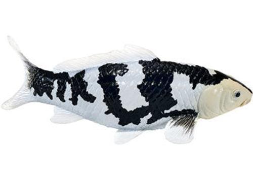 Mojo - Shiro Utsuri Koi Carp
