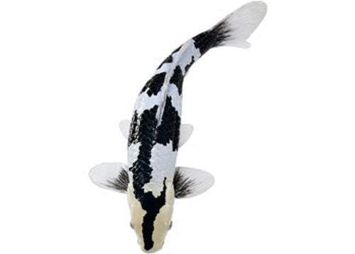 Mojo - Shiro Utsuri Koi Carp