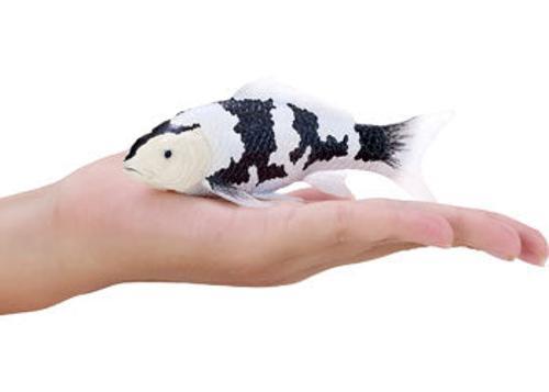 Mojo - Shiro Utsuri Koi Carp