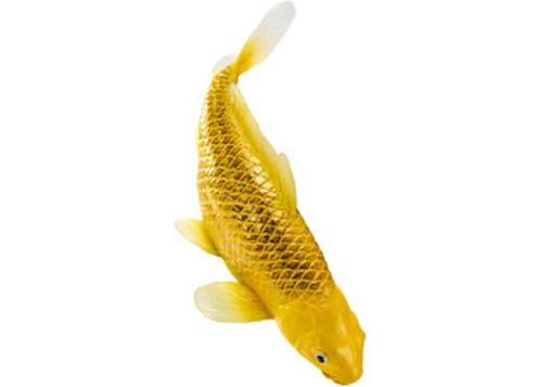 Mojo - Kin Matsuba Koi Carp