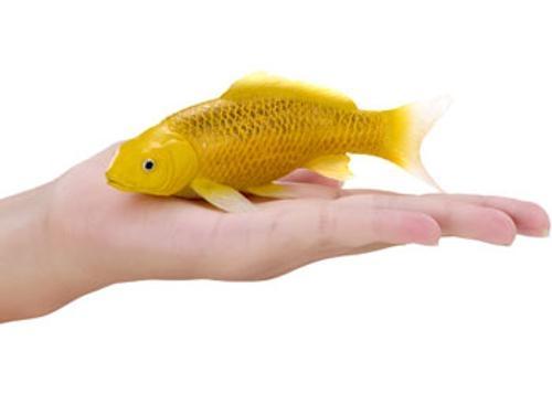 Mojo - Kin Matsuba Koi Carp
