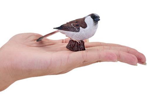 Mojo - House Sparrow