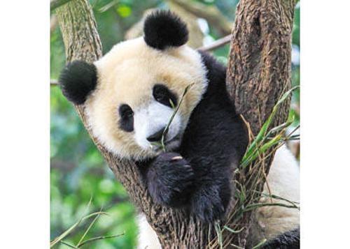 Ravensburger - Panda Lion and Tiger Puzzle 3x49 Pieces