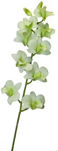 Dendrobium Spray (orchid) / Light Green