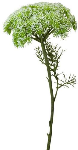 Queen Annes Lace Spray / White