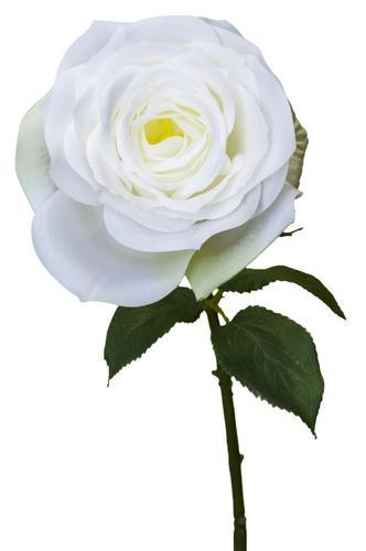 Rose Spray / White