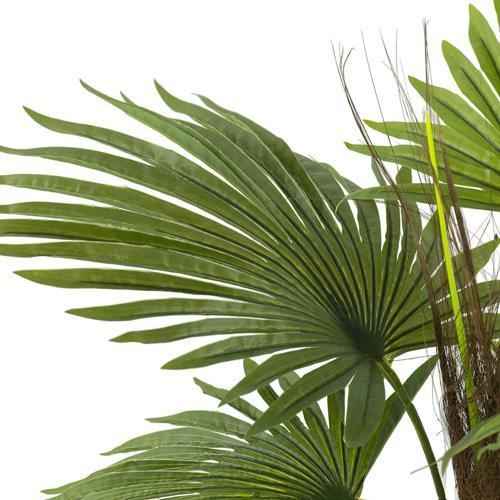 Fan Palm Tree