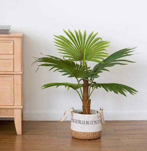 Fan Palm Tree