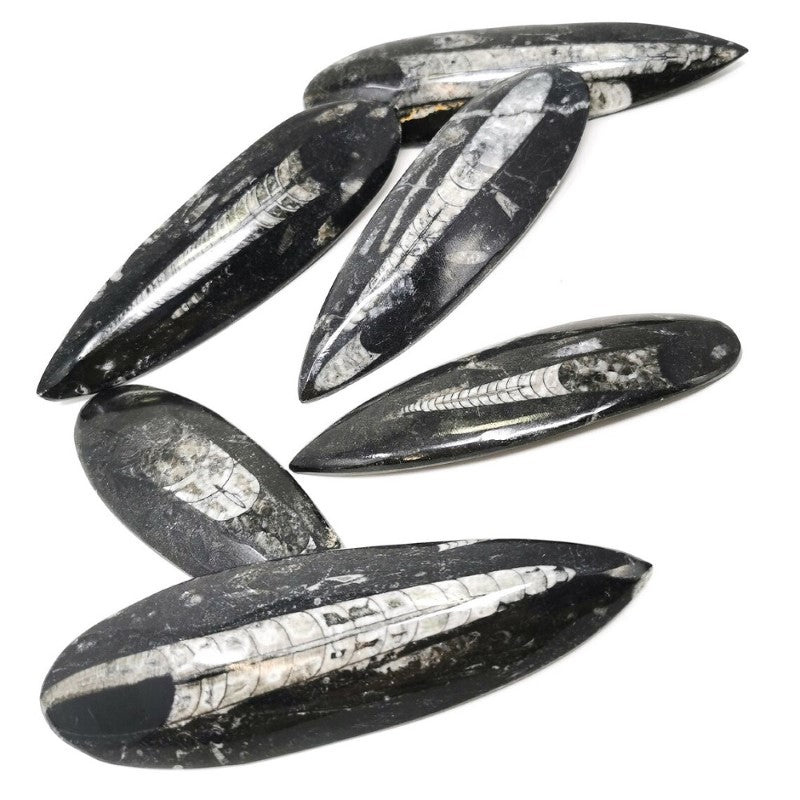 Set - Set of 2 Medium Orthoceras Fossil Pendant 5.5-7 cm