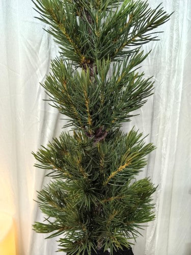 Artificial 24" Slim Green Yellow SPruce Pine Tree