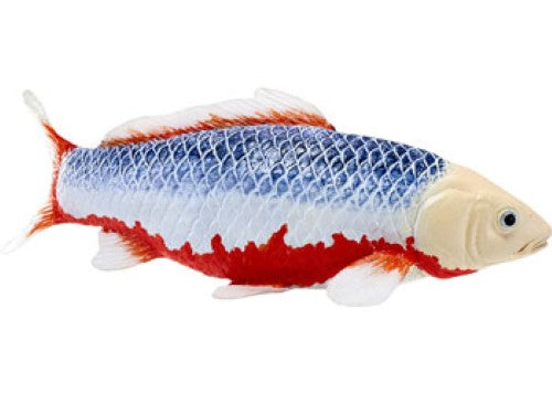 Mojo - Koi Carp - Asagi Koi (blue red) 2025