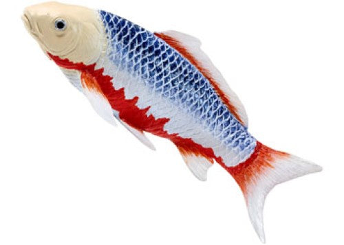 Mojo - Koi Carp - Asagi Koi (blue red) 2025