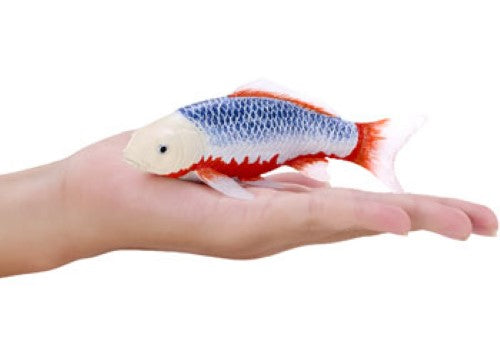 Mojo - Koi Carp - Asagi Koi (blue red) 2025