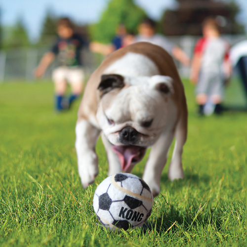 Dog Toy - KONG Sport Balls Medium (3pk)