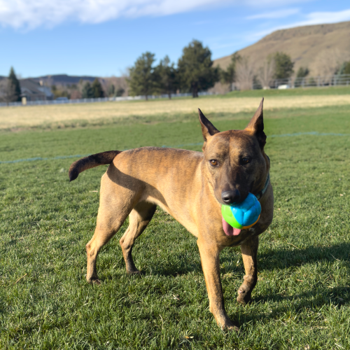 Dog Toy - KONG Twistz High-Viz Ball (Large)