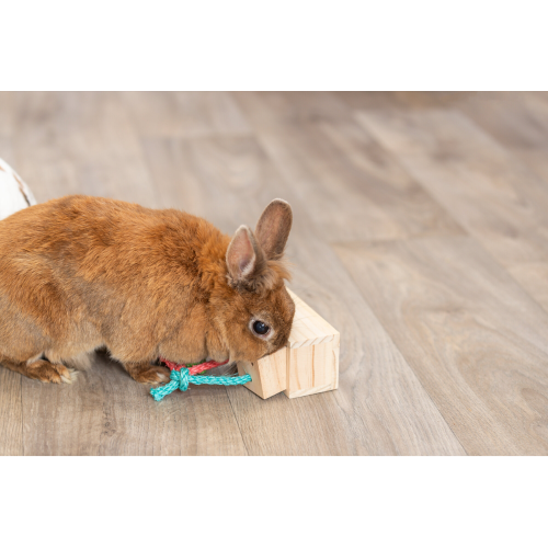Small Animal Toy - Wooden Snack Activity Cube (5 x 5 x 6cm)