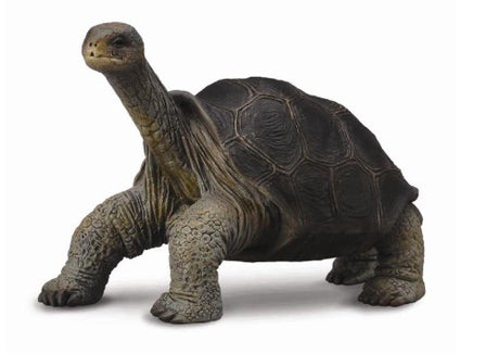 Medium Collecta Pinta Island Tortoise figurine, honoring Lonesome George, detailed and perfect for collectors and conservation efforts.