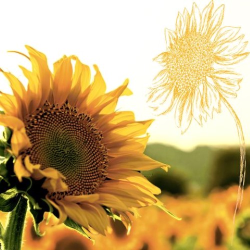 Luncheon Napkin -Dusk Sunflower