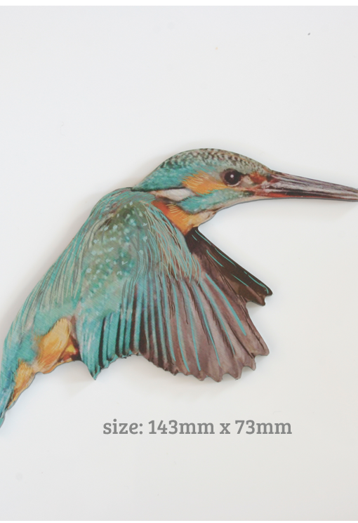Printed ACM Kingfisher / Bird Set - Wall Art