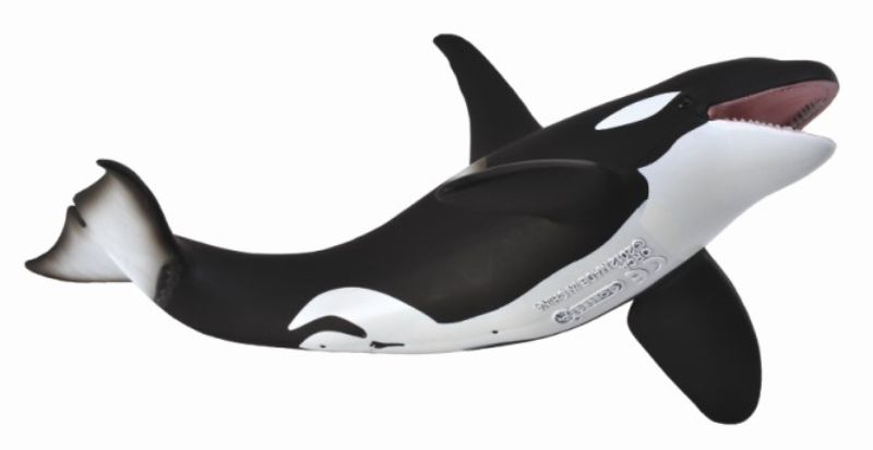 Figurine - Orca XL (19cm) - CollectA