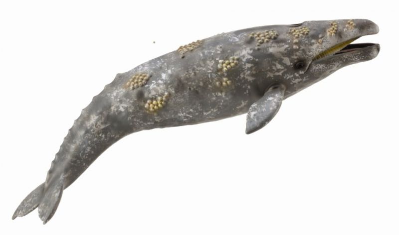 Figurine - Gray Whale Whale (22.8cm)