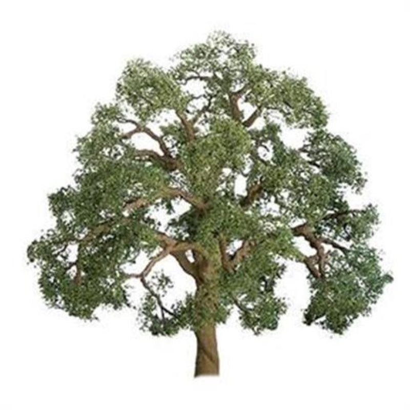 Detailed 125mm live oak tree model for realistic dioramas and miniature landscapes. Perfect for hobbyists and professionals.