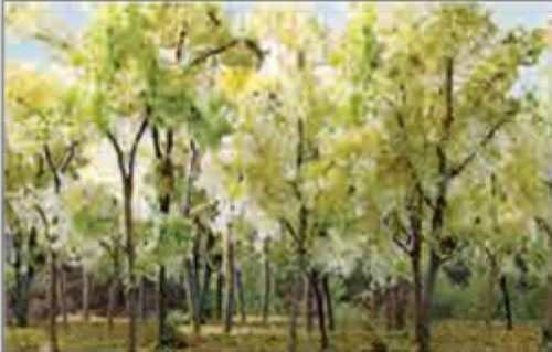 Set of 9 realistic beige and green Wood Edge Trees for model railroads and dioramas, enhancing landscape detail.