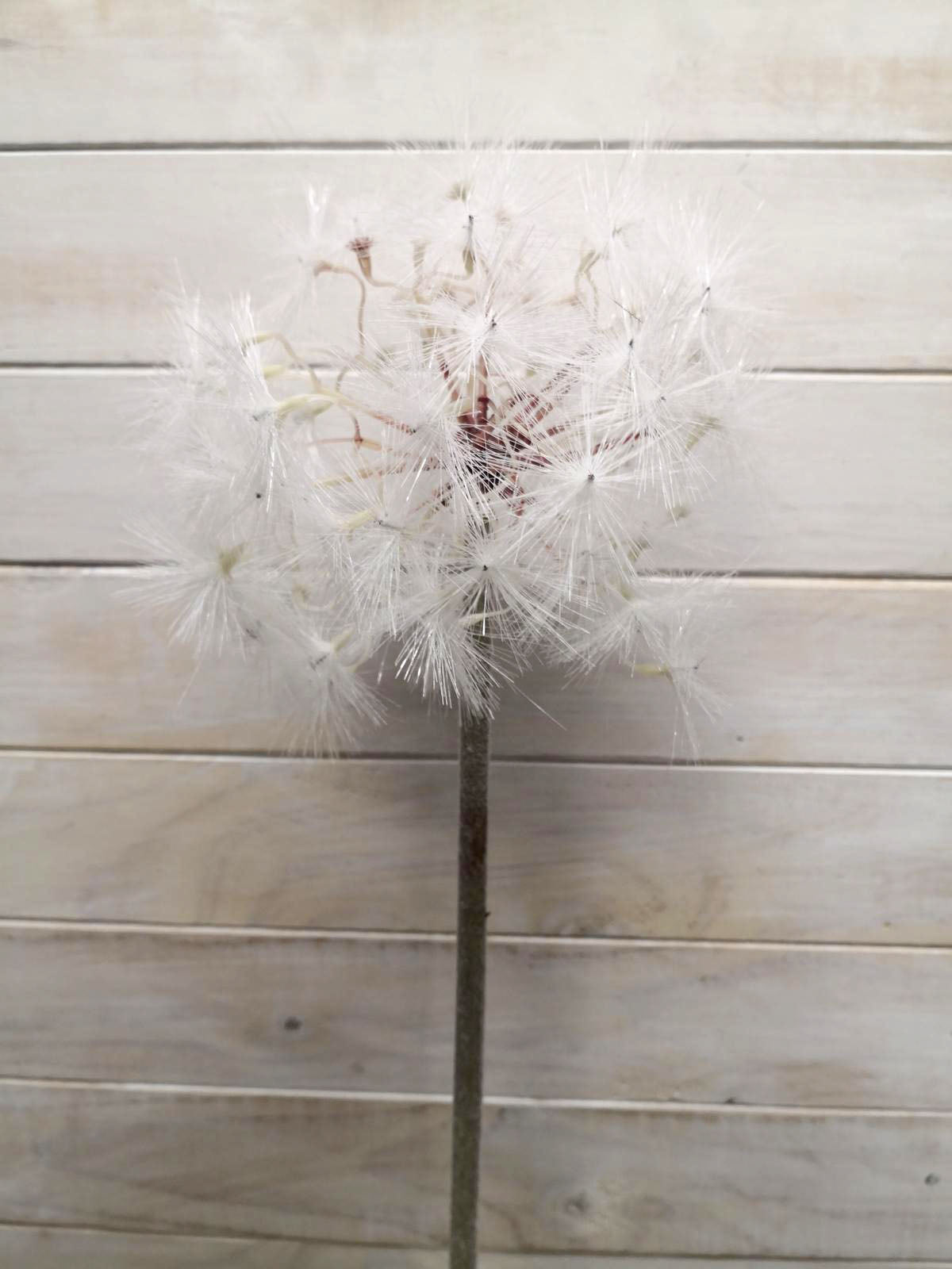 Artificial Flower -Dandelion - 15cm Large White Dandelion