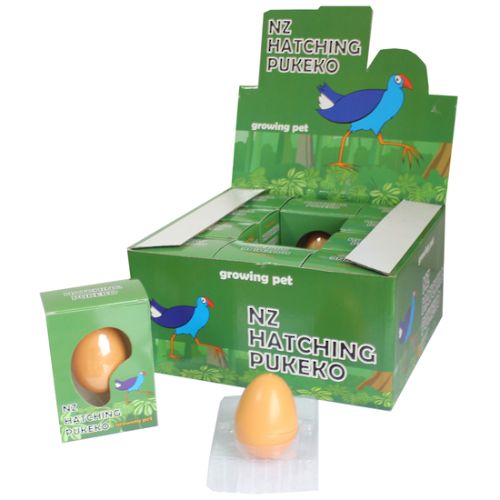 Hatching Pukeko In Egg Display - 12pcs