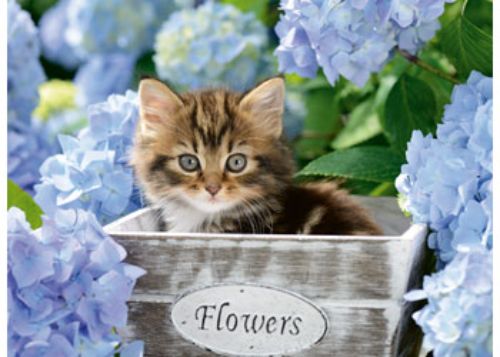 Puzzle - Ravensburger - Tortoiseshell Kitty 300pc