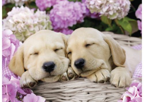 Puzzle - Ravensburger - Sweet Dogs in A Basket Puzzle 300pc