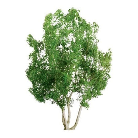 Two 75-85mm Snow Gum trees with realistic foliage, perfect for enhancing model landscapes and dioramas.