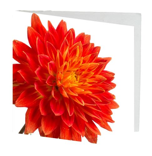 Gift Card Orange Dahlia Pack of 10 with Envelopes 12cmx12cm