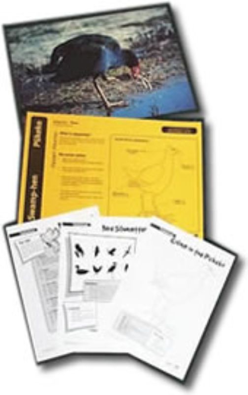 Educational kit featuring A3 photos of New Zealand native birds with engaging activities for teachers and students.