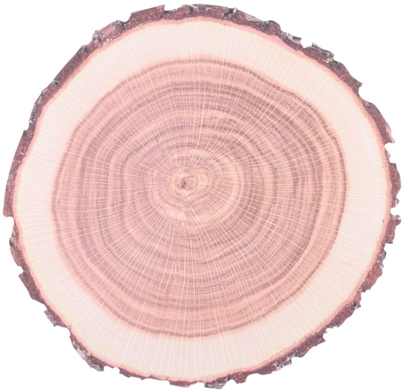 Disposable Paper Placemats - Tree Trunk 38cm (Set of 10)