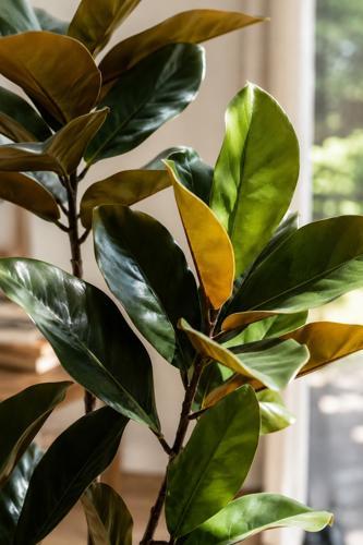Real Touch Magnolia Artificial Plant in Black Pot