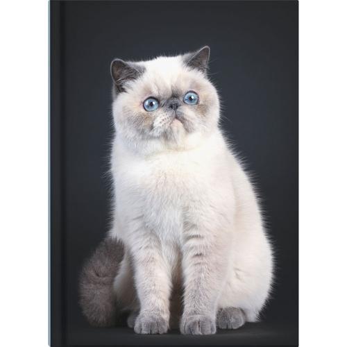 A5 Undated Daily Journal Collins Cats and Dogs Hardcover Set of 4