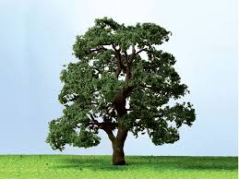 Detailed model of two 75-85mm live oak trees, ideal for enhancing dioramas and railway layouts with realistic foliage.