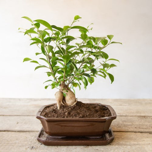 Bonsai Saucer - Rectangular Medium 21 x 17 x 2cm (Set of 4)