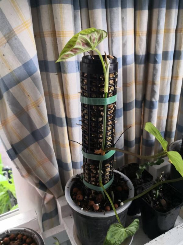 Gardening - 170mm x 60mm White Moss Tube Black