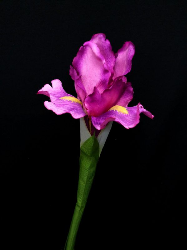 Iris Spray Pink Purple
