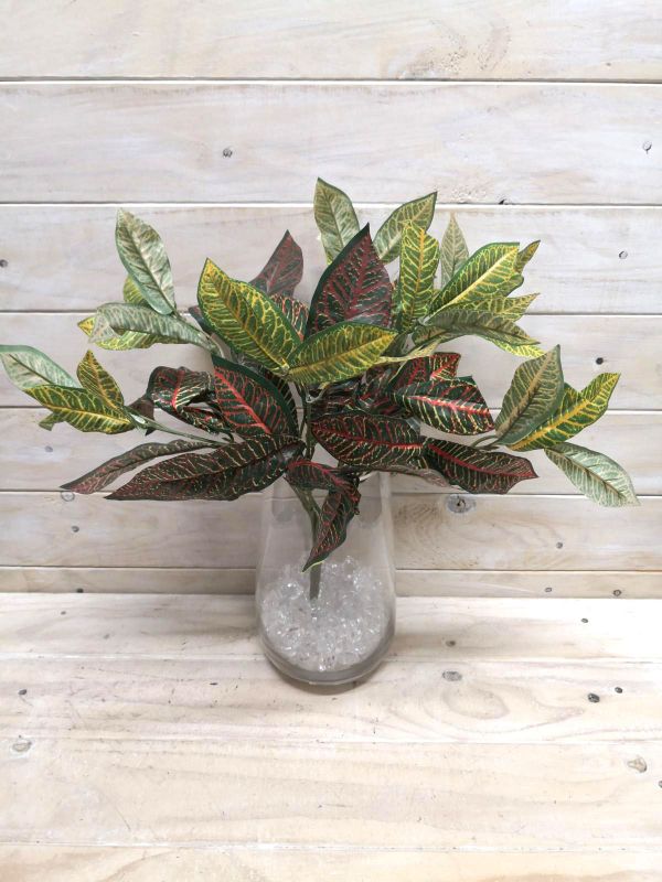 Bush - Croton Bush