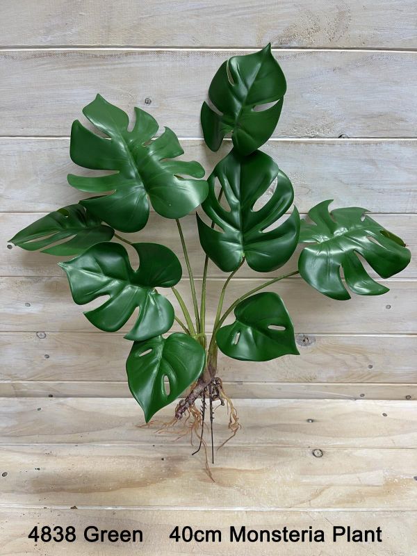 Plant - Monsteria Plant Burgundy