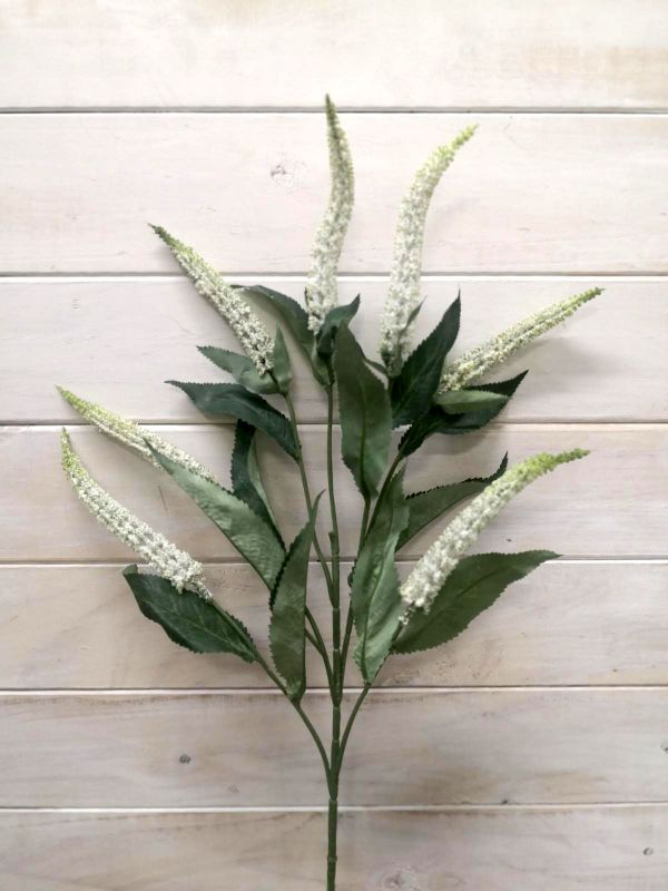 Lysimachia - Lysimachia Spray ( Hebe)