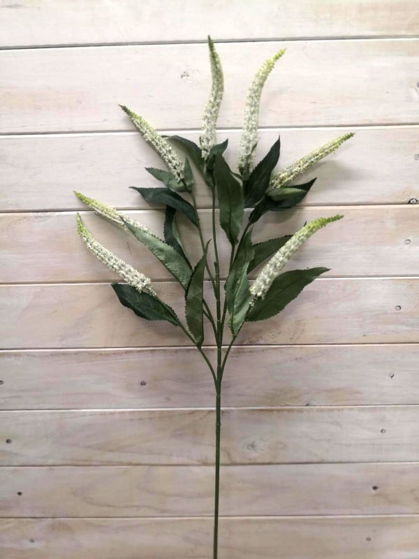 Lysimachia - Lysimachia Spray ( Hebe)