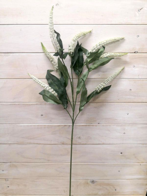 Lysimachia - Lysimachia Spray ( Hebe)
